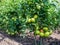 Clusters of ripening tomatoes on large tomato bushes