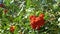 Clusters of rowan sway in the wind. Rowan tree branches, sunny day. Nature. Harvest of red and orange berries. Medicinal