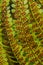 Clusters of sporangia on a fern. Groupes de sporanges on fern leaves. Reproduction of olypodiopsida or Polypodiophyta