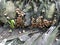 Clusters of tiny brown Psathyrella piluliformis fungi