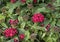 Clusters of tiny red petals of Pentas Grafitti Red Velvet