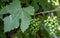 Clusters of unripe grapes with leaves