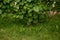 Clusters of unripe grapes with leaves on a natural background.