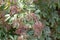 Clusters of unripe and ripening elderberries