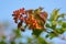 Clusters of unripe viburnum berries