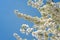 Clusters of white dreamy flowers on tree and blue sky