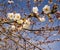 Clusters White Flowering Cherry Blossoms and Blue Skies