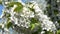 Clusters of white flowers on a branch of a flowering cherry tree