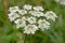 Clusters of white Hogweed flowers - Heracleum sphondylium