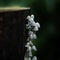 clusters of white mushrooms on weathered stems