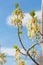 Clusters of wild golden pansyPennisetum lanceolate flowers of Acer Fraxinus