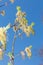 Clusters of wild golden pansyPennisetum lanceolate flowers of Acer Fraxinus