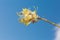 Clusters of wild golden pansyPennisetum lanceolate flowers of Acer Fraxinus