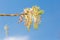 Clusters of wild golden pansyPennisetum lanceolate flowers of Acer Fraxinus