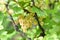 Clusters of yellow currant berries on a green Bush