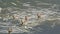 Clutch of american wigeon ducklings on the madison river in yellowstone national park