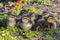 Clutch Of Baby Mallard Ducklings Resting