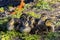 Clutch Of Baby Mallard Ducklings Resting