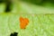 Clutch of eggs of the orange color of the pest of the Colorado potato beetle on the back of the potato leaf