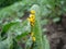 Clutches of eggs of the Colorado potato beetle