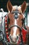 Clydesdale