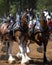 Clydesdale draught horses