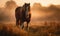 Clydesdale heavy draft-horse breed captured in a misty early morning pasture. The majestic horse stands tall its muscular frame