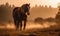 Clydesdale heavy draft-horse breed captured in a misty early morning pasture. The majestic horse stands tall its muscular frame