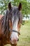 CLYDESDALE HORSE