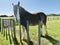 Clydesdale horse. A brown horse has a white nose and limbs.