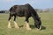 Clydesdale horse grazing in a meadow