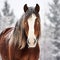 Clydesdale Horse Stock Image In Snowy Boreal Forest