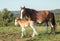 Clydesdale horse with week old foal