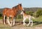 Clydesdale horse with week old foal