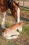 Clydesdale horse with week old foal