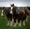 Clydesdale horses team