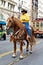 Clydesdale at San Francisco St Patrick\'s Parade