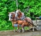 Clydesdale team pulling sled HDR.