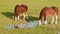 Clydesdlae Horses Grazing