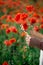 Cmall bouquet of red poppies in hands of a man. Several stems of poppy plants in palms. Large field with beautiful red poppies.