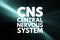 CNS - Central Nervous System acronym, medical concept background