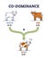 Co-dominance as alleles heterozygote expression inheritance outline diagram