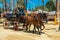 A coachman driving a pair of bay horses and talking the phone at the Horse Feria Feria de Caballo , Jerez de la Frontera, Andalu