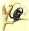 The Coaita, Howler monkeys, vintage engraving