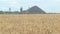 A coal mine with rock piles behind a wheat field. Golden ears of wheat on the background of the blue sky.