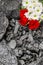 Coal stone red roses daisies mining