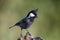 Coal tit