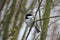 Coal tit