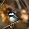 Coal tit