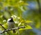 Coal tit bird on a branch